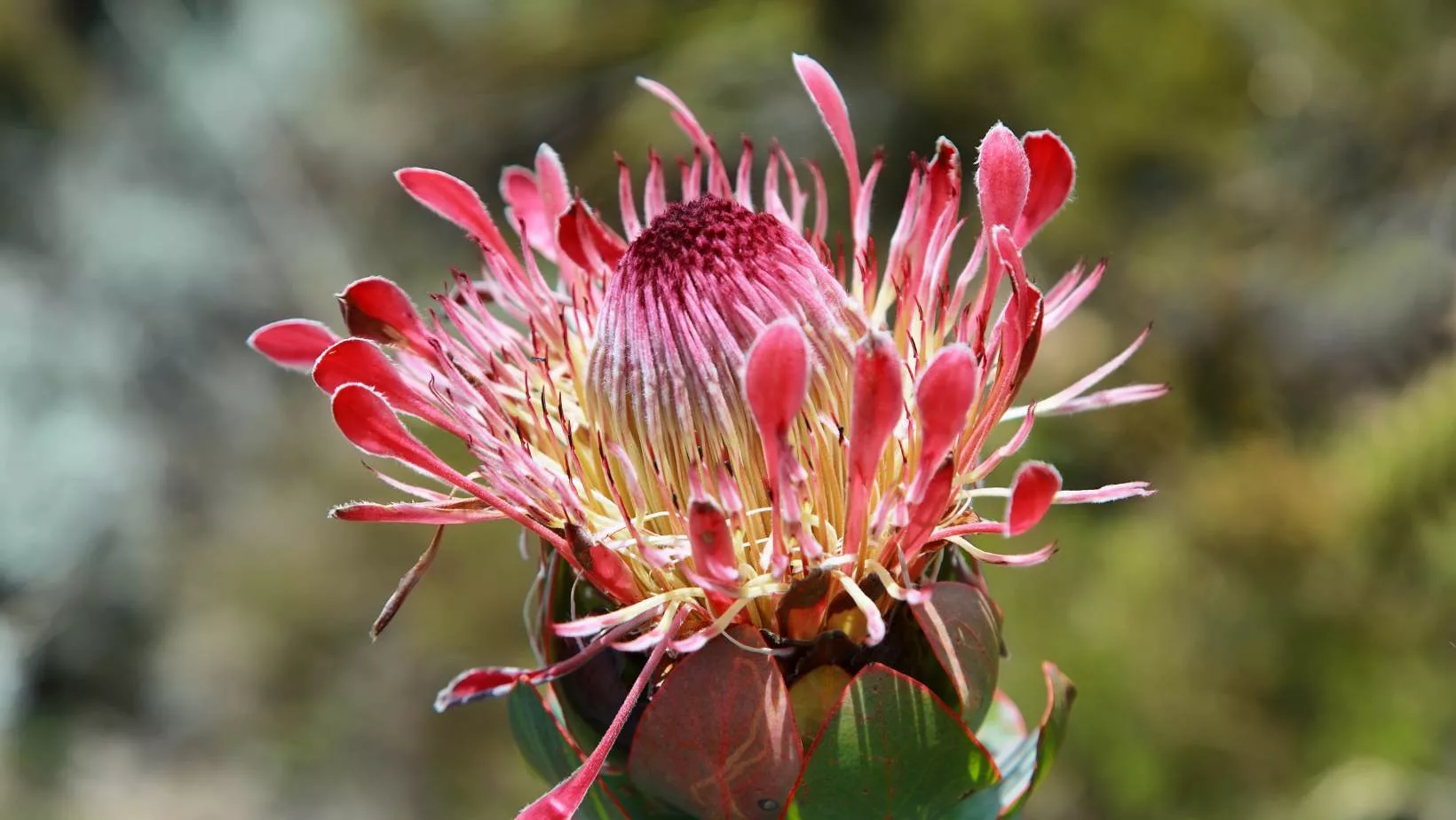 Fynbos Pflanze Kapregion